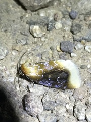 Chrysoecia scira