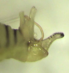 Blastopsylla occidentalis