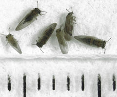 Blastopsylla occidentalis