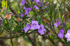 Prostanthera scutellarioides