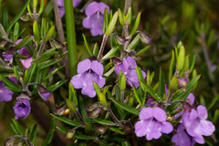 Prostanthera scutellarioides
