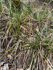 Carex ericetorum