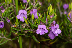 Prostanthera scutellarioides