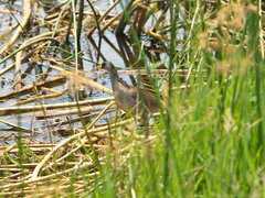 Paragallinula angulata