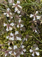 Euphrasia arctica