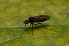 Hybotinae
