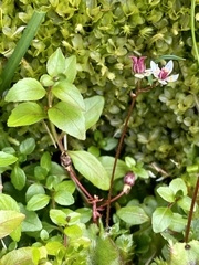 Micranthes stellaris