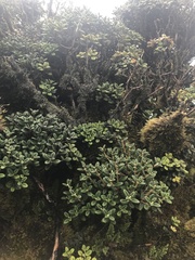 Metrosideros rugosa