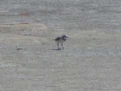 Charadrius pallidus pallidus