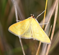 Mecyna flavalis