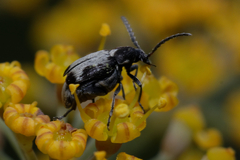 Bruchidius marginalis