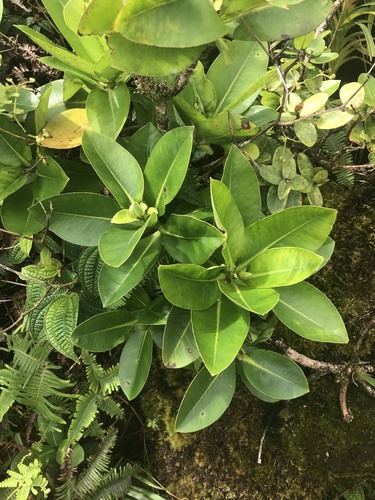 Myrsine degeneri observed 2021-08-21