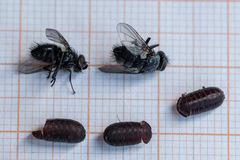 Epicampocera succincta