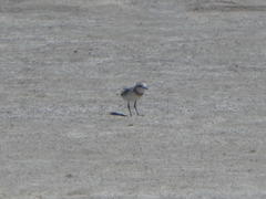 Charadrius pallidus pallidus