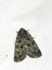 Paramiana smaragdina