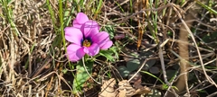 Moraea versicolor