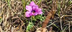 Moraea versicolor