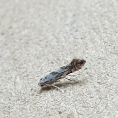 Phyllonorycter geniculella