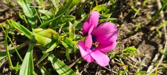 Moraea versicolor