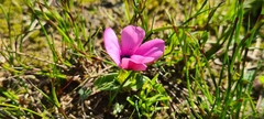 Moraea versicolor