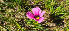 Moraea versicolor
