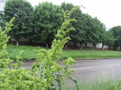 Rumex patientia orientalis
