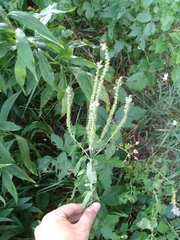 Veronica longifolia