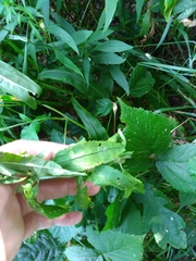 Veronica longifolia
