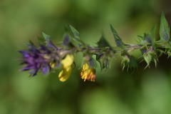 Melampyrum italicum