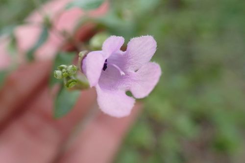 Image of Prostanthera melissifolia by (c) Peter Crowcroft, some rights reserved (CC BY)