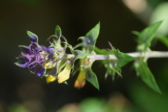 Melampyrum italicum