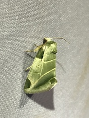 Heminocloa mirabilis