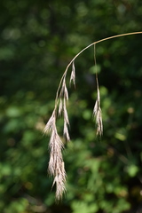 Bromus benekenii