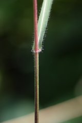 Bromus benekenii