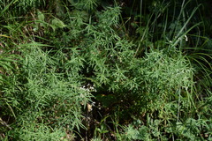 Galium laevigatum