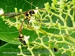 Eustenogaster micans