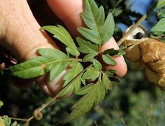 Cardiospermum halicacabum halicacabum