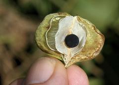 Cardiospermum halicacabum halicacabum