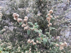 Pomaderris eriocephala