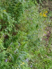 Veronica longifolia