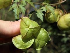 Cardiospermum halicacabum halicacabum