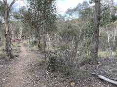 Pomaderris eriocephala