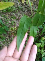 Veronica longifolia