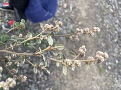 Pomaderris eriocephala