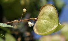 Cardiospermum halicacabum halicacabum