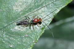 Oedemopsini