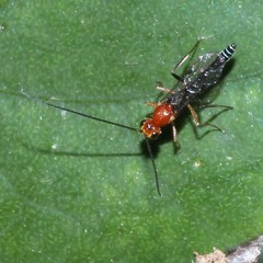 Oedemopsini