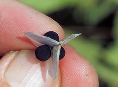 Cardiospermum halicacabum halicacabum