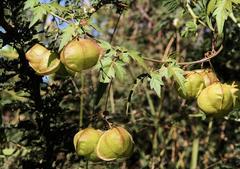 Cardiospermum halicacabum halicacabum