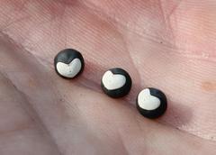 Cardiospermum halicacabum halicacabum